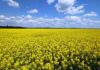 Украина наращивает переработку: экспорт рапсового масла вырастет почти втрое – УКАБ