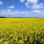 Украина наращивает переработку: экспорт рапсового масла вырастет почти втрое – УКАБ
