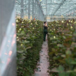 Цветы против войны. Как $43 млн инвестиций сделали розы прибыльнее