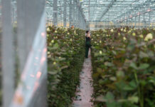 Цветы против войны. Как $43 млн инвестиций сделали розы прибыльнее