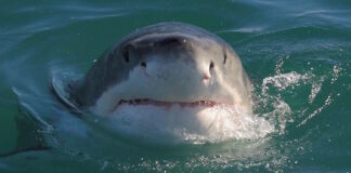 Бегут, поджав хвосты: назван хищник, пугающий больших белых акул, и это вовсе не косатка (видео)