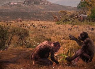 Первая прямоходящая человекообразная обезьяна появилась не в Африке: все изменила бедренная кость