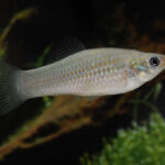 Взломан код эволюции: найдена рыба, нарушающая все базовые правила биологии (фото)