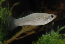 Взломан код эволюции: найдена рыба, нарушающая все базовые правила биологии (фото)