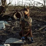 Знайшла понад 170 людей. Померла собака-рятівниця, яку залучали до місій, зокрема на Херсонщині