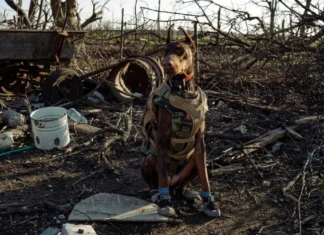 Знайшла понад 170 людей. Померла собака-рятівниця, яку залучали до місій, зокрема на Херсонщині