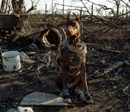 Знайшла понад 170 людей. Померла собака-рятівниця, яку залучали до місій, зокрема на Херсонщині