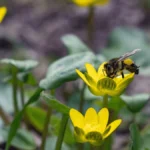 Чи очікувати магнітні бурі 28 березня 2026 року?