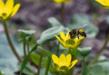 Чи очікувати магнітні бурі 28 березня 2026 року?