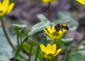 Чи очікувати магнітні бурі 28 березня 2026 року?