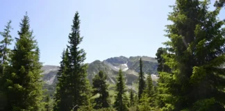 Буковель влітку: чому відпочинок у горах не поступається зимовому