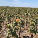 Понад 250 мільйонів гривень підтримки можуть отримати аграрії на Херсонщині