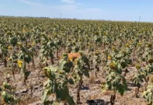 Понад 250 мільйонів гривень підтримки можуть отримати аграрії на Херсонщині