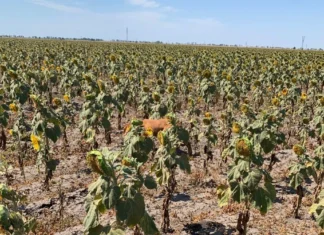 Понад 250 мільйонів гривень підтримки можуть отримати аграрії на Херсонщині