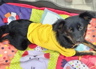 На виставці безхатніх собак у Миколаєві прилаштували до нових родин чотирьох песиків з Херсонщини