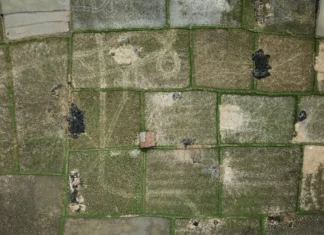 На окупованих територіях України незаконна влада може відбирати землі за «неосвоєння»