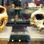 Самый ранний вид человека, возможно, вовсе не человек: что говорят ученые