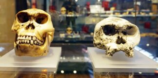 Самый ранний вид человека, возможно, вовсе не человек: что говорят ученые