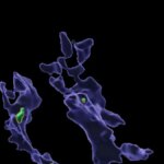 Как микропластик влияет на иммунную систему: ученые обнаружили новую закономерность (фото)