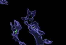 Как микропластик влияет на иммунную систему: ученые обнаружили новую закономерность (фото)