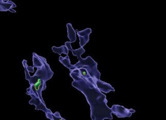 Как микропластик влияет на иммунную систему: ученые обнаружили новую закономерность (фото)