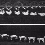 Древняя загадка наконец разгадана: почему кошки всегда приземляются на лапы