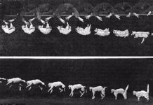 Древняя загадка наконец разгадана: почему кошки всегда приземляются на лапы