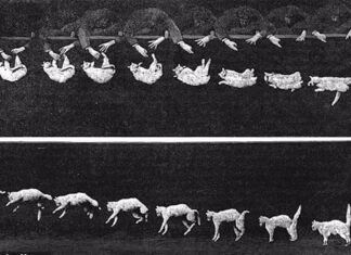 Древняя загадка наконец разгадана: почему кошки всегда приземляются на лапы