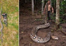 Больше двух больших белых акул: найдена самая длинная змея в мире (видео)
