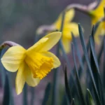 Яка погода очікується в Херсоні та області 31 березня 2026 року?