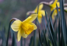 Яка погода очікується в Херсоні та області 31 березня 2026 року?