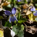 Яка погода очікується в Херсоні та області 25 березня 2026 року?