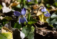 Яка погода очікується в Херсоні та області 25 березня 2026 року?