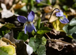 Яка погода очікується в Херсоні та області 25 березня 2026 року?