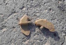 Розкидають поблизу лікарень, крамниць, будинків: Прокудін – про дистанційне мінування Херсонщини