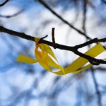 Яка погода очікується в Херсоні та області 5 березня 2026 року?