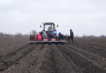 На Херсонщині овочівництвом займається майже 100 господарств