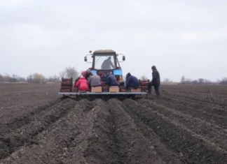 На Херсонщині овочівництвом займається майже 100 господарств