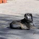 Яка погода очікується в Херсоні та області 10 березня 2026 року?