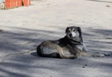 Яка погода очікується в Херсоні та області 10 березня 2026 року?