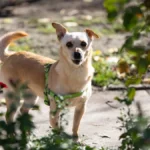 Яка погода очікується в Херсоні та області 13 березня 2026 року?