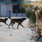 Як бойові дії впливають на собак