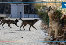 Як бойові дії впливають на собак