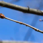 Яка погода очікується в Херсоні та області 19 березня 2026 року?