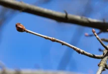 Яка погода очікується в Херсоні та області 19 березня 2026 року?