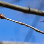 Яка погода очікується в Херсоні та області 8 березня 2026 року?