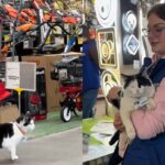 В Кривом Роге кошка работает в местном супермаркете: имеет необычное полное имя и должность (видео)