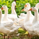 Смелый охранник с крыльями: гусь не пустил курьера на ферму (видео)