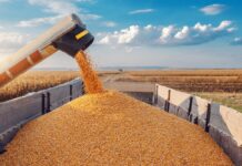 Египет отказался от зерна, экспортируемого РФ с оккупированных украинских территорий – Зеленский