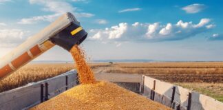 Египет отказался от зерна, экспортируемого РФ с оккупированных украинских территорий – Зеленский